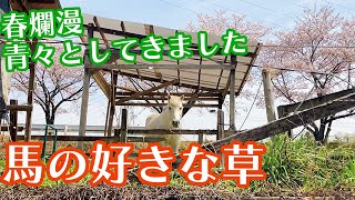 【質問への返答】牧場周辺の馬が食べる青草について【春に生える草】