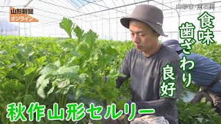 食味･歯ざわり良好 秋作山形セルリー　山形県山形市・南石関