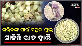 ଏବେ ଚାଲିଛି ମହୁଲ ଫୁଲର ସଂଗ୍ରହ ଋତୁ, ରୋଜଗାର ବାଟ ଦେଖାଉଛି ମହୁଲ ଫୁଲ...