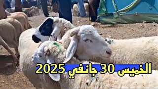 شاهد أسعار الغنم اليوم أسعار سوق المواشي في الجزائر اليوم الخميس 30 جانفي 2025