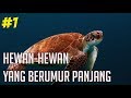 Hewan Hewan Yang Berumur Panjang | Animalicious Episode 1