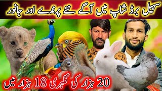 20000 wali Squirrel Ab ap ko 18000 Ma mily gi wo b Sohail birds shop Rawalpindi Islamabad