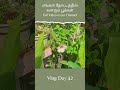 எங்கள் தோட்டத்தில் வளரும் பூக்கள் full video in our channel vlog day 42. gardening vlogging