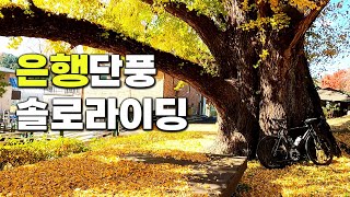 아무도 찾지않는 600년된 은행나무가 있다?