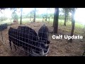 7-5-2020 Calf update