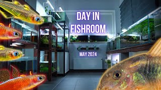 NEW FORKTAIL RAINBOWS, GOLD LASER CORYDORAS and BREEDING UPDATES | A DAY in the FISHROOM MAY 2024