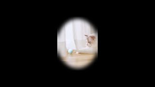 貓咪智能逗貓球|自動逗貓|逗貓神器|引力滾滾球|funny cat|gravitational ball|#貓咪 #逗貓 #逗貓球 #自動逗貓 #貓咪玩具