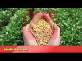 9 जनवरी 2025 soyabean taza bhav.soya plant rate today.soyabean rate today.soya rate.soya plant rate