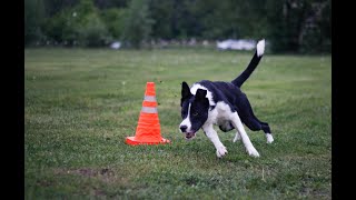 Lucky Summer Rai Obedience trainings