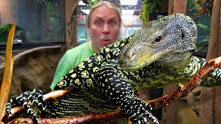 SECOND LARGEST MONITOR LIZARD ON THE PLANET! 🌏 MEET ALL OF OUR MONITOR LIZARDS AT THE REPTILE ZOO!