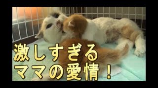 【猫好き】激しすぎる、ママの愛情！（マンチカン）《funny cats》