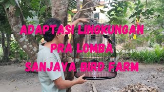 ADAPTASI LINGKUNGAN PRA LOMBA-SANJAYA BF YK