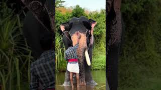 മംഗലാംകുന്ന് ഗണേശൻ🔥🔥🔥🔥#shots #viral #aana #pambadirajan #1million #thrissur #kerala #keralaelephant