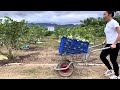 clean guava garden harvesting fresh and delicious early season guavas