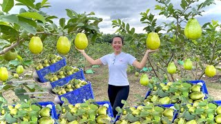 Clean Guava Garden: Harvesting Fresh and Delicious Early-Season Guavas