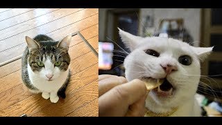 猫ちゃんの視線が固まった後の行動がじわじわと面白いｗ～The behavior after the gaze of the cat got hard is interesting.