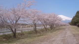 静岡県裾野市須山遊花の里　20170414