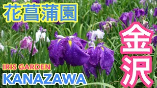 兼六園・金沢城に次ぐ花の名所✨金沢・卯辰山花菖蒲園お花見情報💖初夏の金沢旅行💓眺望の丘👀 Iris garden in Kanazawa, Japan❣️