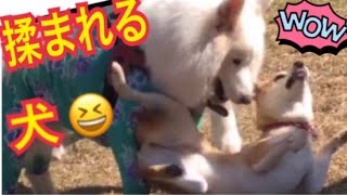 【柴犬 もみさん】(ドッグラン）サモエド様に揉まれる犬　　be tossed about by heavy seas　shiba inu momisan