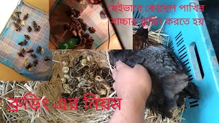 মুরগি দিয়ে বাচ্চা ফোটানোর পর যা যা করতে হয়,আপনারা যা যা করবেন এই বিষয়গুলো অবশ্যই মাথায় রাখবেন #like