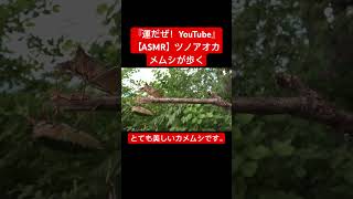 【ASMR】ツノアオカメムシが歩く音 #映像芸術 #音芸術 #asmr #昆虫 #sdgs #虫 #咀嚼音 #交尾の音 #日本の虫 #自然教育