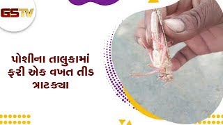 Sabarkantha : પોશીના તાલુકામાં ફરી એક વખત તીડ ત્રાટક્યા | Gstv Gujarati News