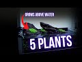 Simple SHALLOW AQUARIUM with ONLY 5 PLANT species | Step by step AQUASCAPING TUTORIAL | EP1