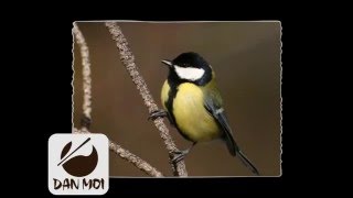 Bird Call Great Tit Effect Whistle - Vogelstimme Kohlmeise