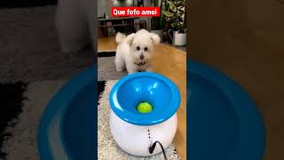 Achadinho da shopee , muito fofo para seu pet se divertir muito 🥰