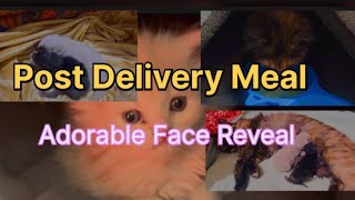 Mother Cat Post Delivery Meal | Adorable Kitten Face Reveal | Persian Cat Post Delivery Vlog