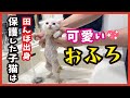 【田んぼで保護した子猫の成長】初めてのお風呂姿も可愛い。