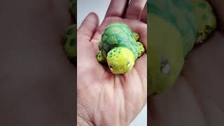 diy tortoise craft🐢 #diytortoise#tortoise#tortoisecraft#diy#diycrafts#ytshorts#shorts#art#viral#song