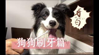 如何给狗狗正确刷牙？三步走让你家狗狗不再抗拒！口腔清洁很重要呦-border collie Mia