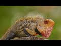 ஓணானைக் கனவில் கண்டால் onanai kanavil kandal garden lizard in dream anita s clips