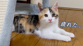 【一日中喧嘩】先住猫とのケンカに疲れてしまった保護子猫