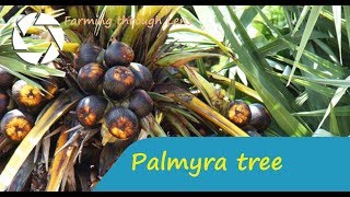 Palmyra palm - Borassus - பனை மரம்