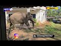 elephant ಓಡ್ರೋ ಓಡ್ರೋ ಆನೆ ಬಂತು @ashwaveeganews24x7