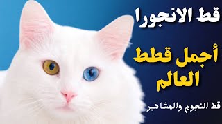 تعرف على صفات قطط الأنجورا_قط الانغورا التركيangora cat