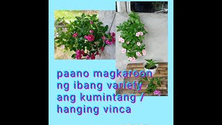 Hanging vinca/Kumintang/Periwinkle|Care tips|New Variety|rowejc