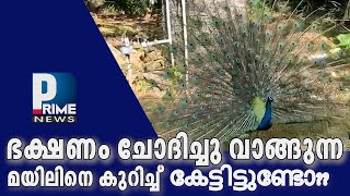 ഭക്ഷണം ചോദിച്ചു വാങ്ങുന്ന മയിലിനെ കുറിച്ച് കേട്ടിട്ടുണ്ടോ?