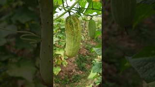 Cucumber Harvesting। Kheera ka kheti🥒 #harvest #shorts #cucumber