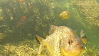 Diving with Piranhas in the Pantanal