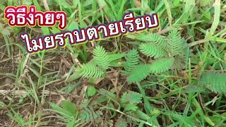 กำจัดต้นไมยราบด้วยวิธีง่ายๆ รากเน่าตายเรียบ|Im Channel