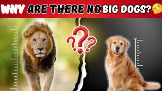 IF THERE ARE BIG CATS WHY ARE THERE NO BIG DOGS ?