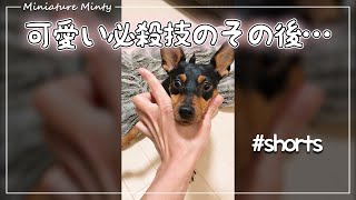 愛犬が覚えた可愛い必殺技のその後… #shorts