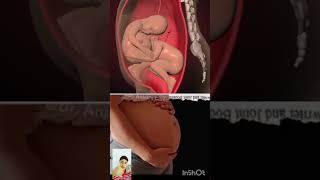 Fetal Development week by week inside the womb