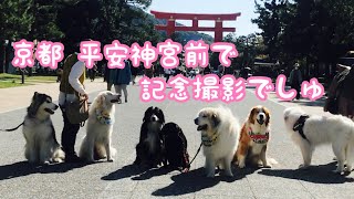 《ラムちゃんはじめまして》グレートピレニーズ ピレバニ greatpyrenees