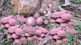 เก็บเห็ดผึ้งขม เห็ดขมยูคา หมานขนาดออกเป็นกอๆเลย🍄🍄