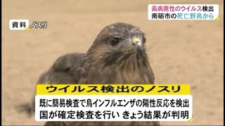 野鳥(ノスリ)の死骸から高病原性鳥インフルウイルス 野鳥からの検出は県内2例目 富山県(動物愛誤)(アニマルホーダー)(鳥インフルエンザ.禽流感.Bird flu)(クリプトコックス症)