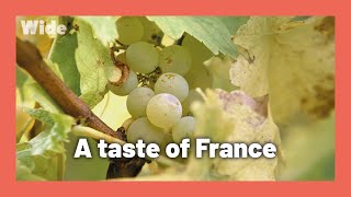 Making wine from grape to glass in Alsace, France I WIDE